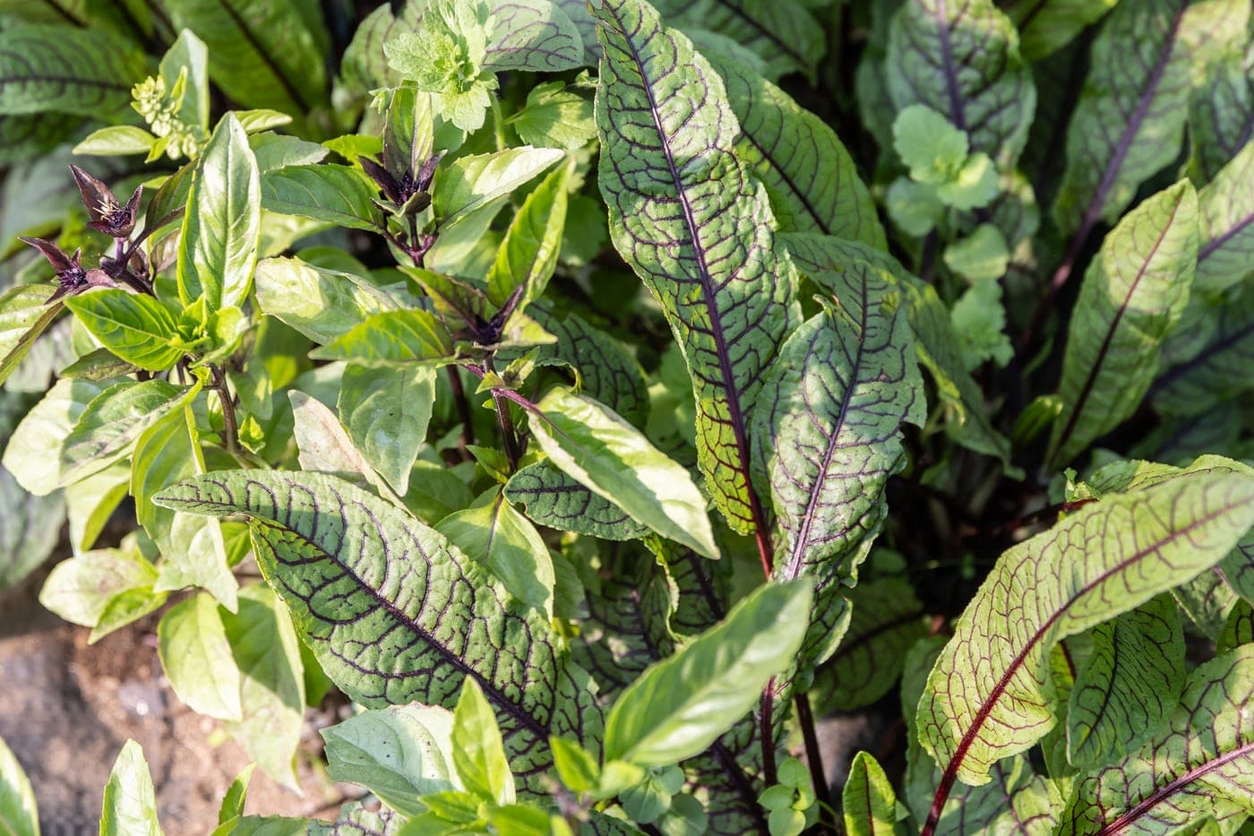 Erbe aromatiche nell'orto del Resort Biafora